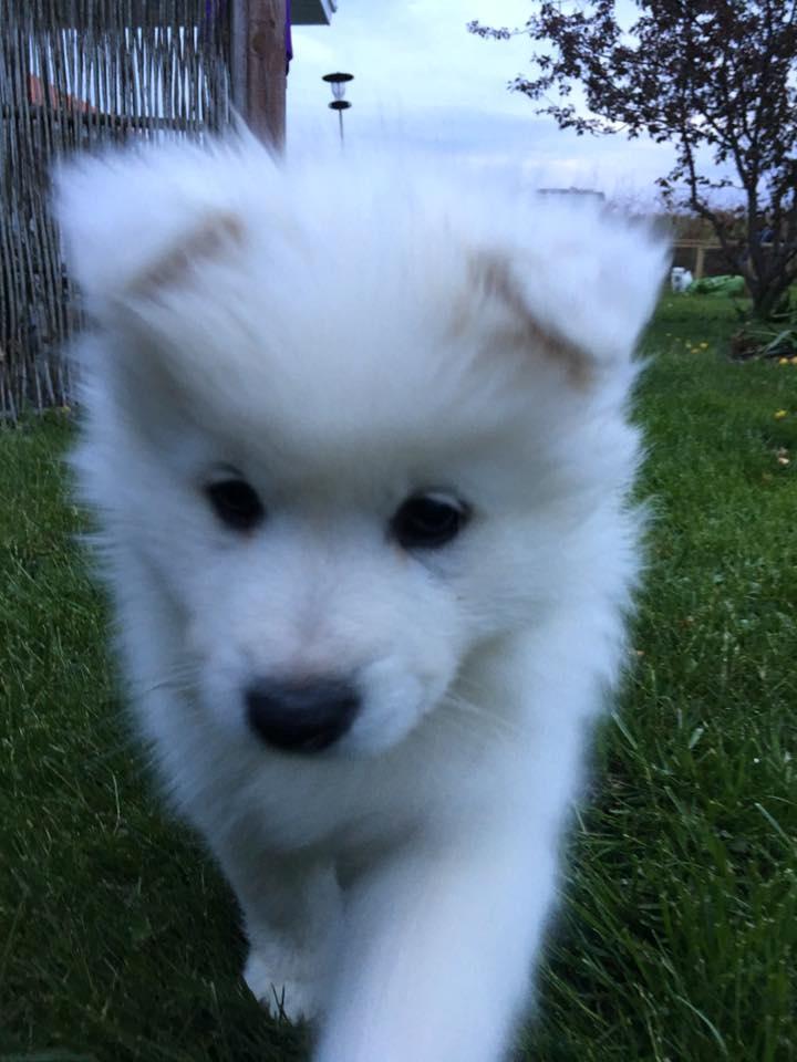 Dansk Spids Balder billede 10