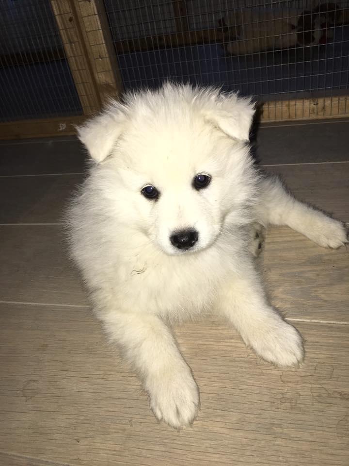 Dansk Spids Balder - balder 7 uger gammel  billede 11