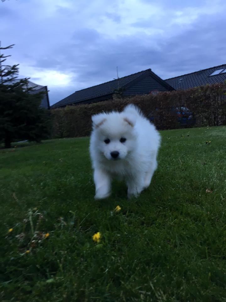 Dansk Spids Balder billede 12