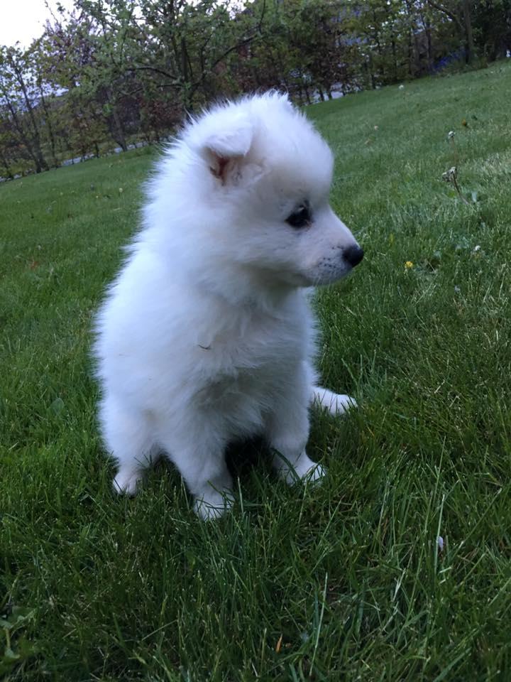 Dansk Spids Balder billede 13