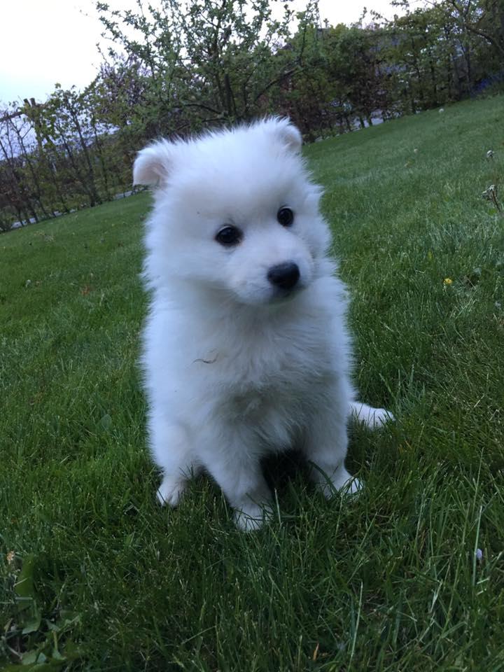 Dansk Spids Balder billede 3