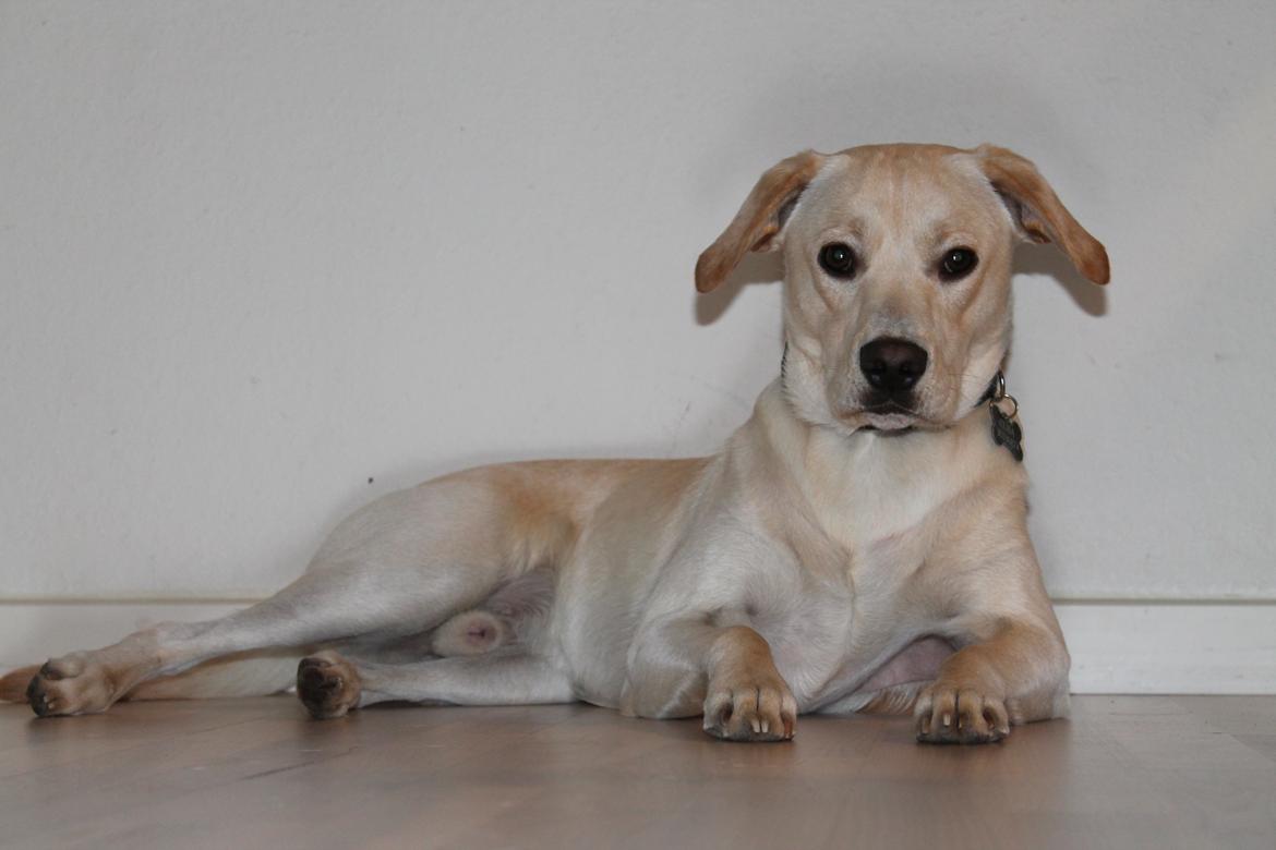 Blanding af racer Cuba billede 1