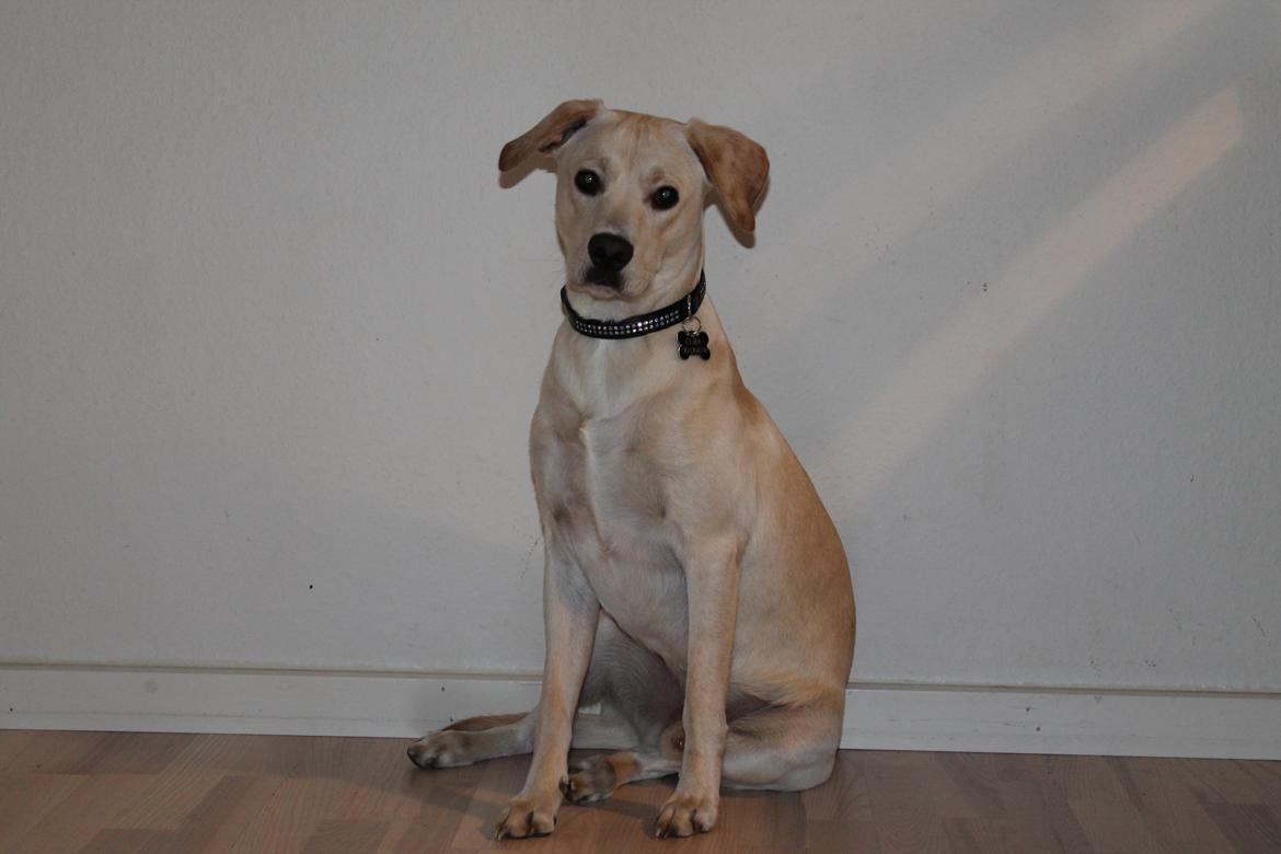 Blanding af racer Cuba billede 2