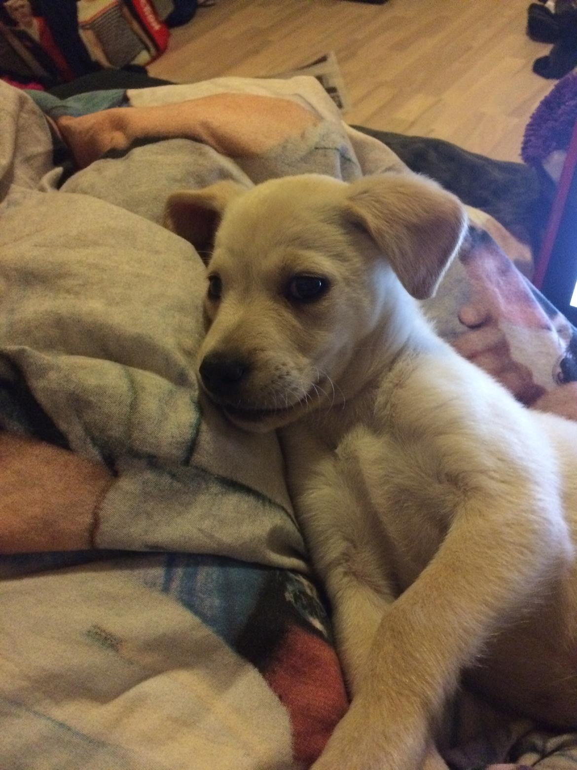 Blanding af racer Cuba billede 4