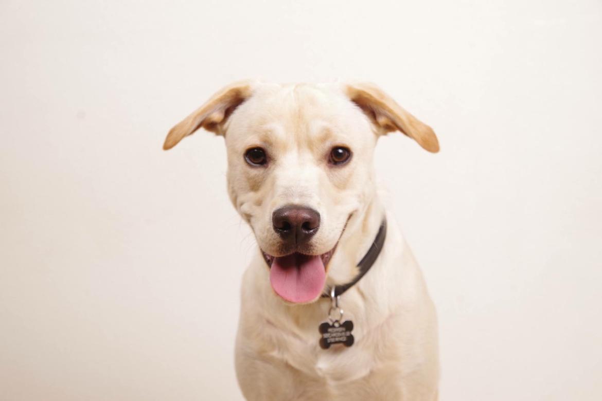 Blanding af racer Cuba billede 7