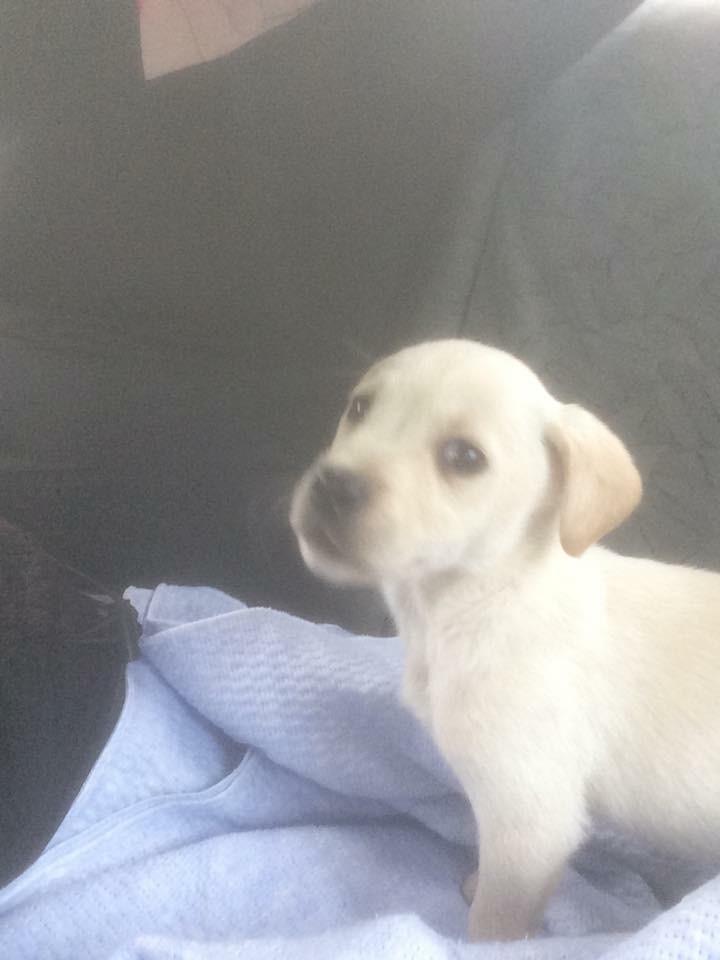 Blanding af racer Cuba billede 8