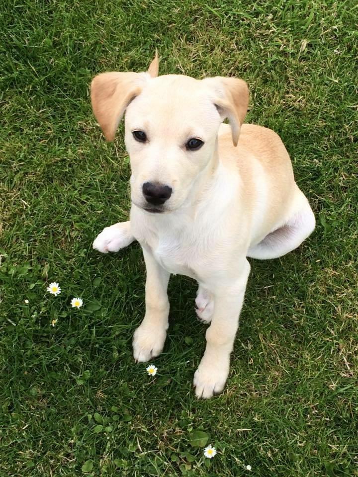 Blanding af racer Cuba billede 9