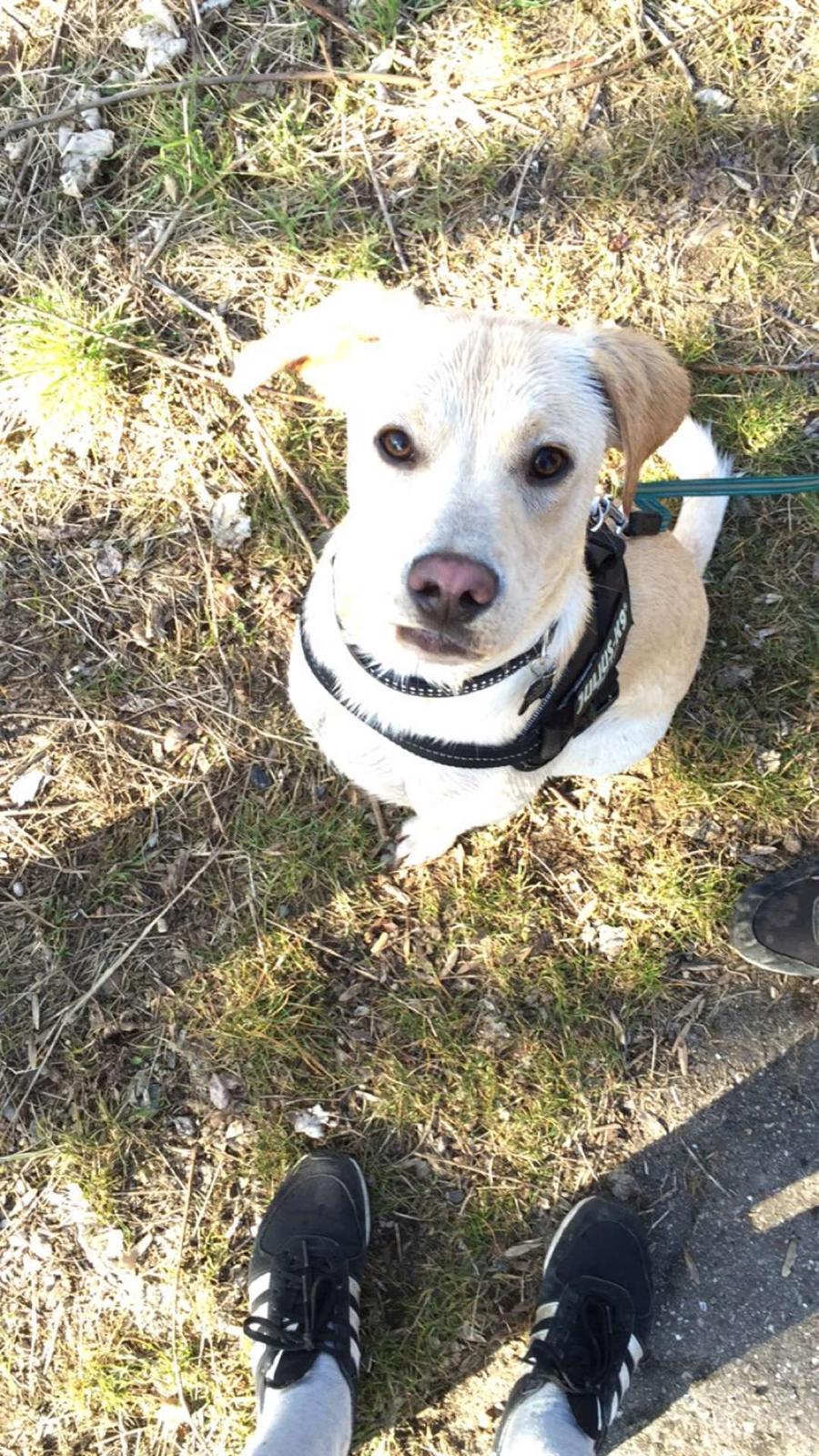 Blanding af racer Cuba billede 10