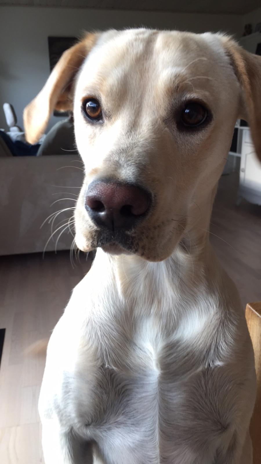 Blanding af racer Cuba billede 11