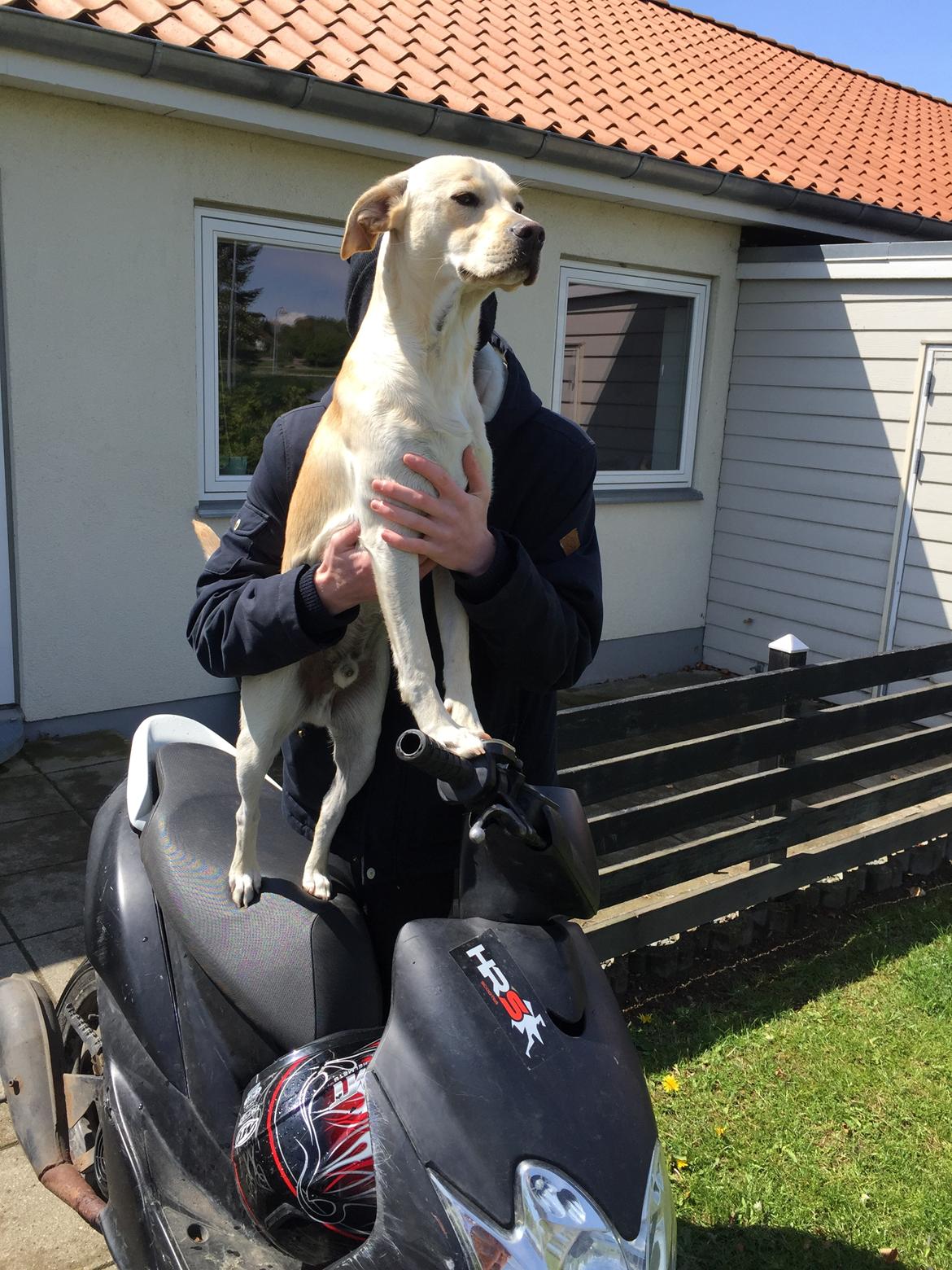 Blanding af racer Cuba billede 12