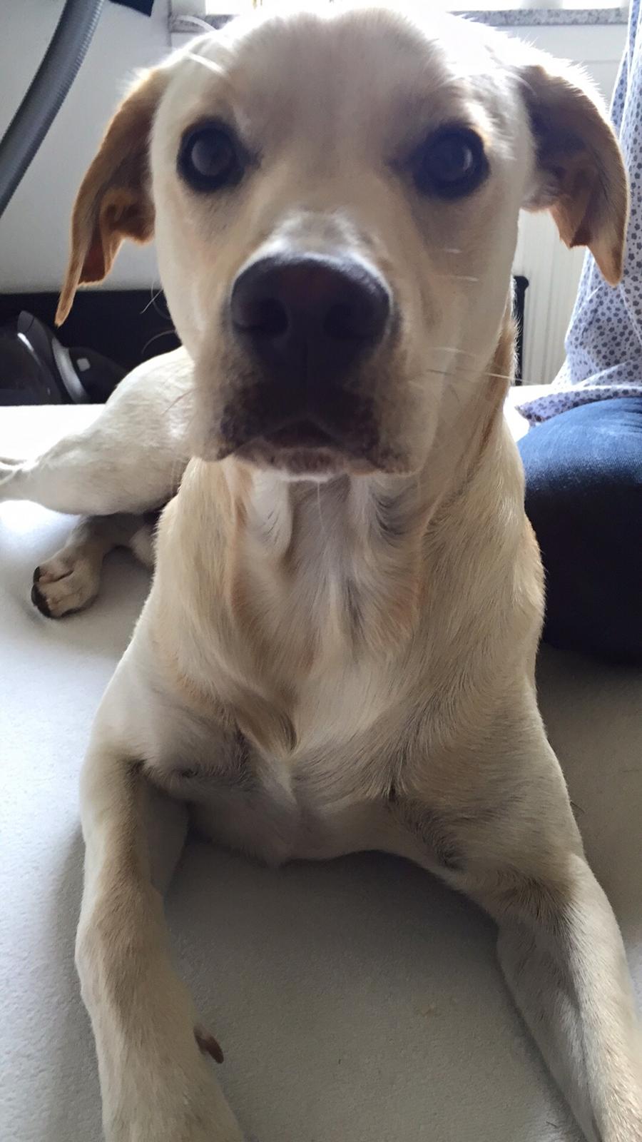 Blanding af racer Cuba billede 15