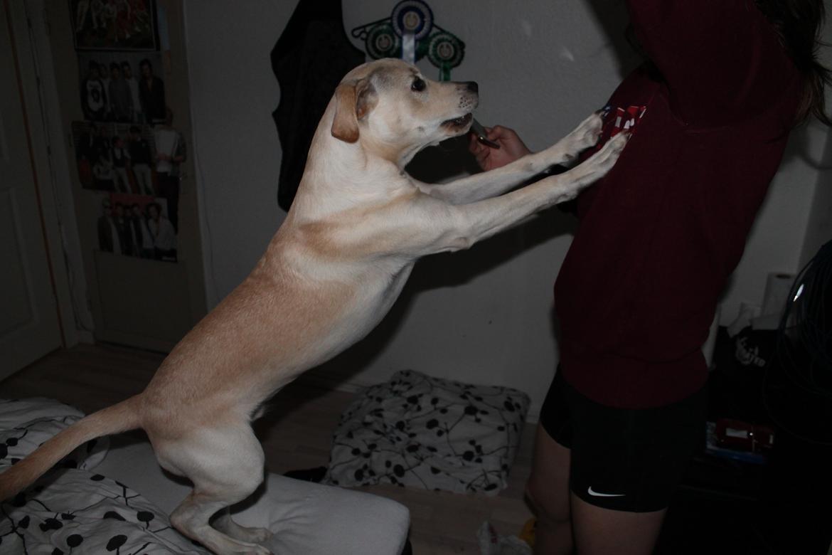 Blanding af racer Cuba billede 16