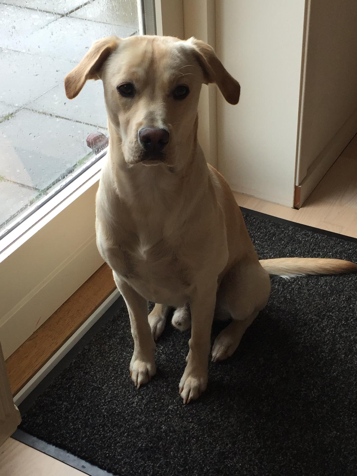 Blanding af racer Cuba billede 18