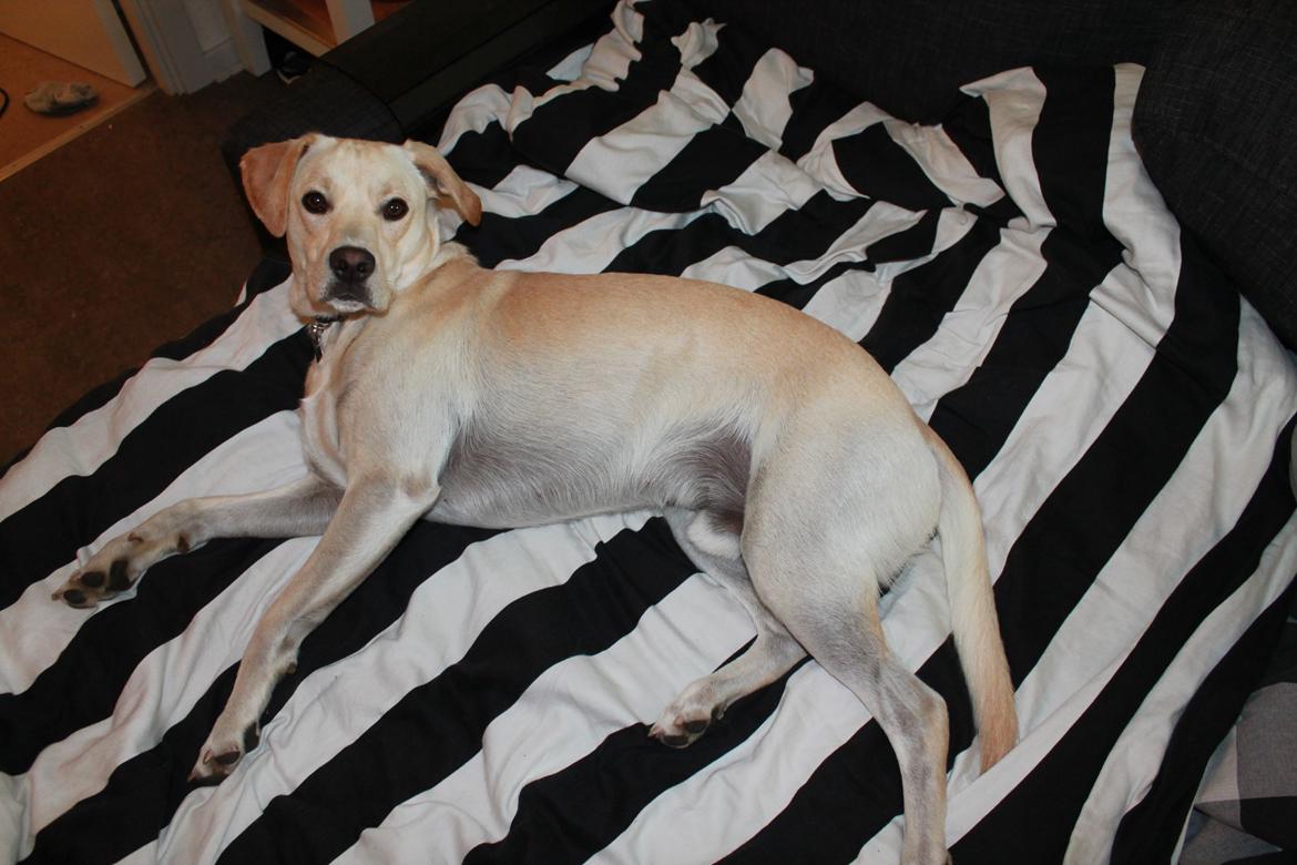 Blanding af racer Cuba billede 17