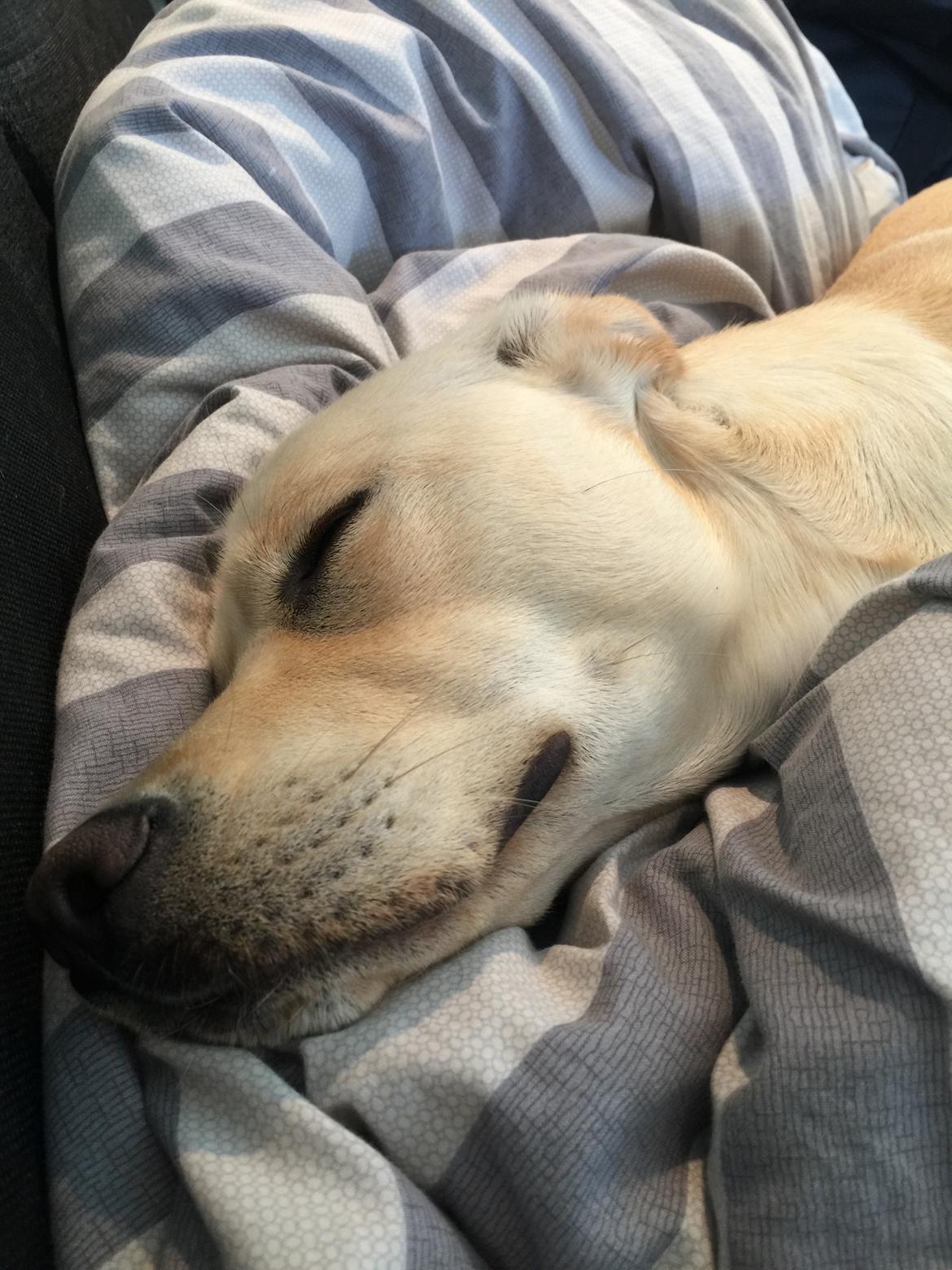 Blanding af racer Cuba billede 19