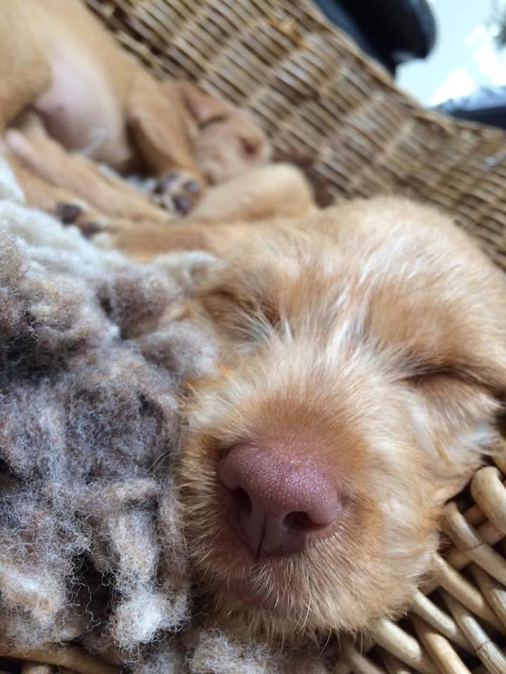 Ruhåret vizsla Alvin billede 7