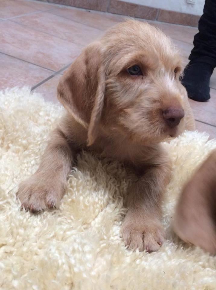 Ruhåret vizsla Alvin billede 4