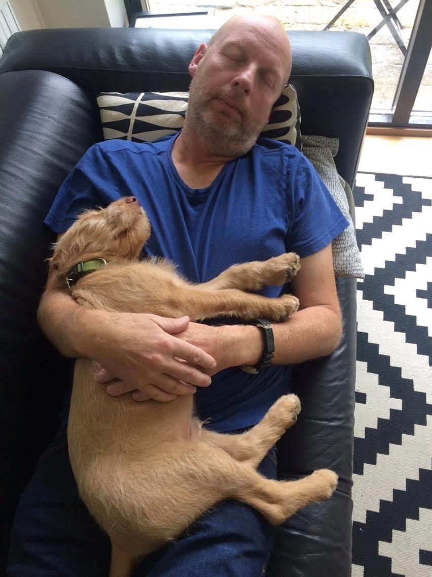 Ruhåret vizsla Alvin billede 10