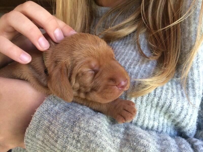 Ruhåret vizsla Alvin billede 9