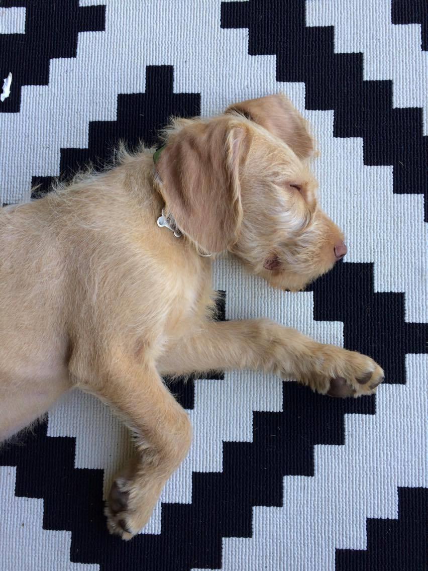 Ruhåret vizsla Alvin billede 21