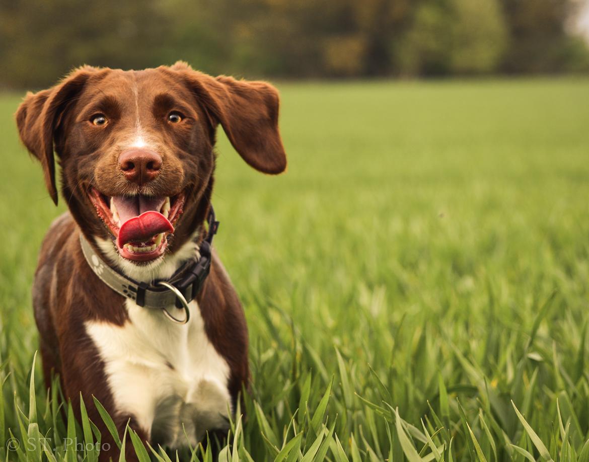 Blanding af racer Nellie billede 27