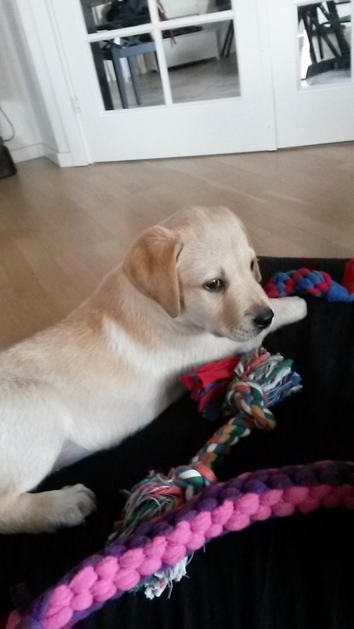 Labrador retriever Sif billede 2