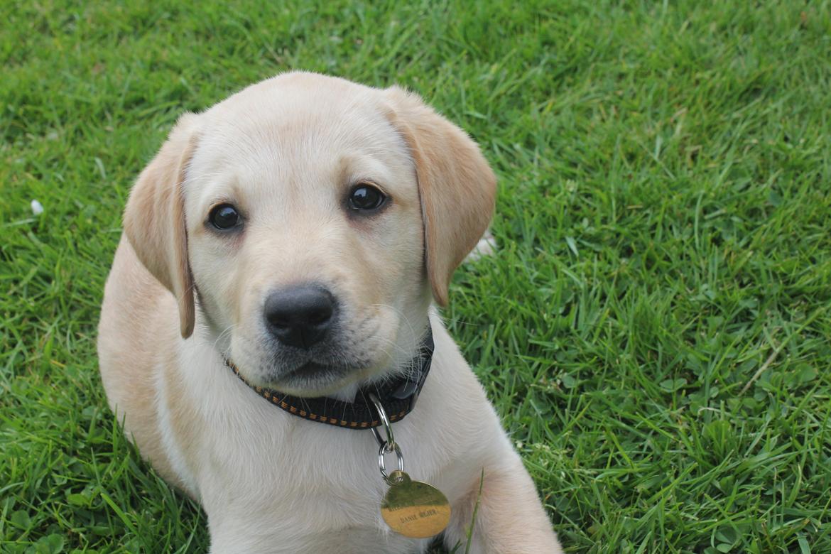 Labrador retriever Sif billede 4