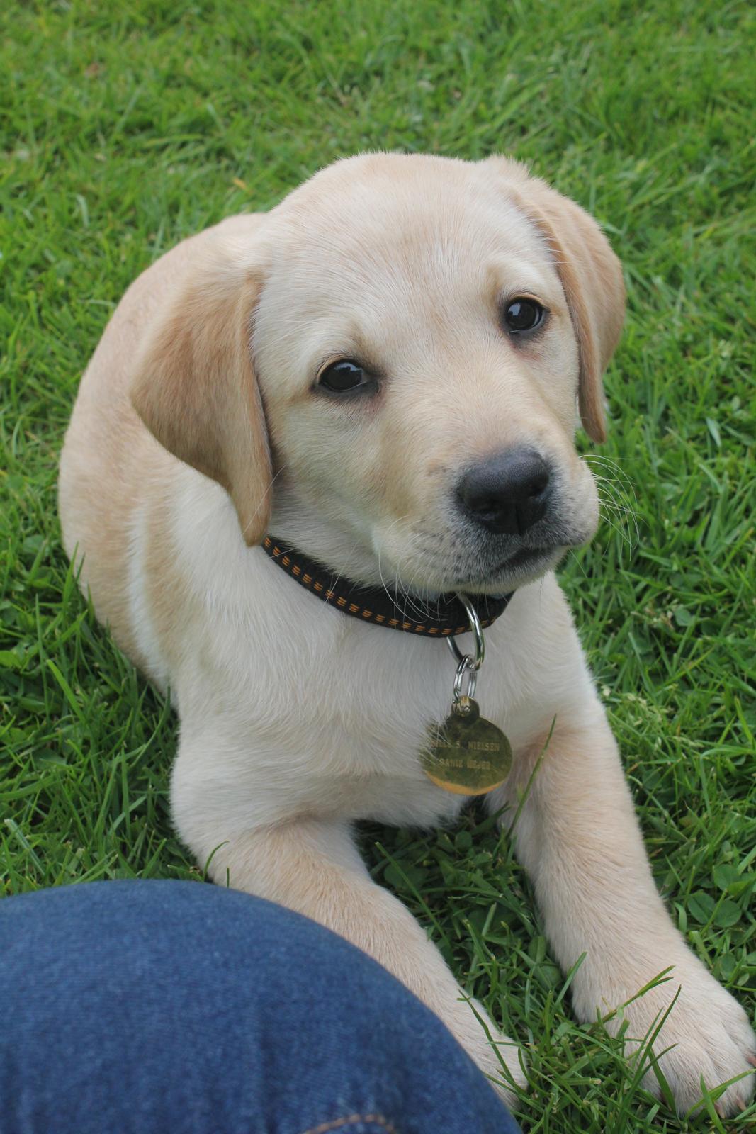 Labrador retriever Sif billede 1