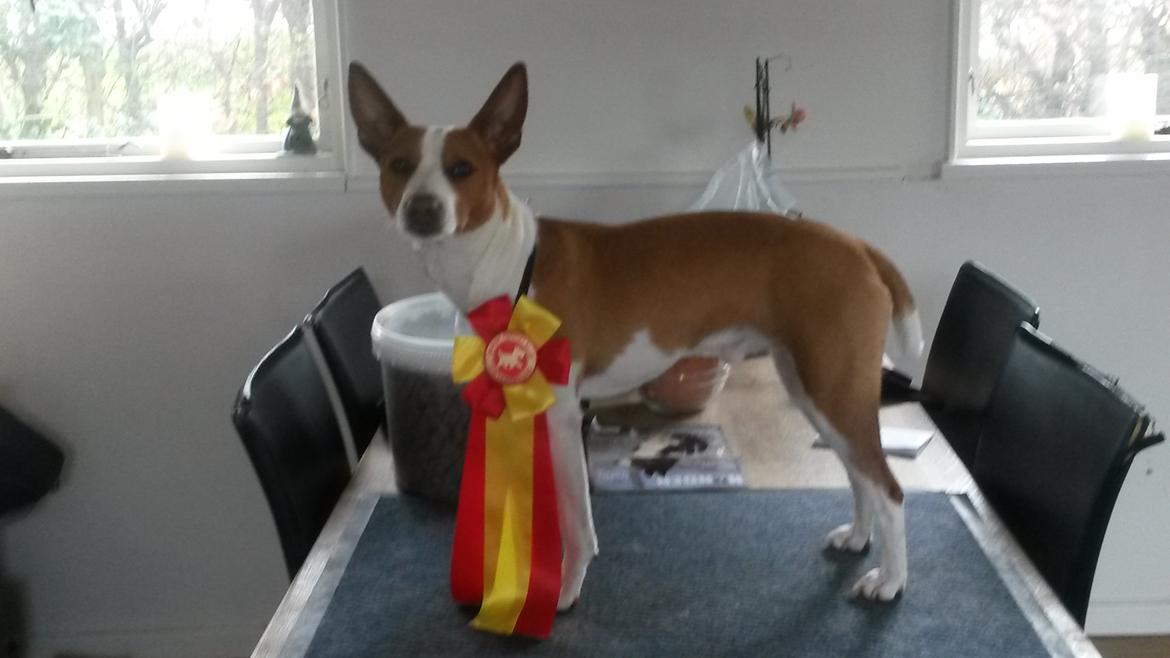 Rat Terrier Solgaards Buddy - Buddy exelent pl 1 + cert og BIR billede 10