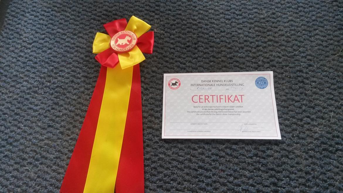 Rat Terrier Solgaards Buddy billede 20