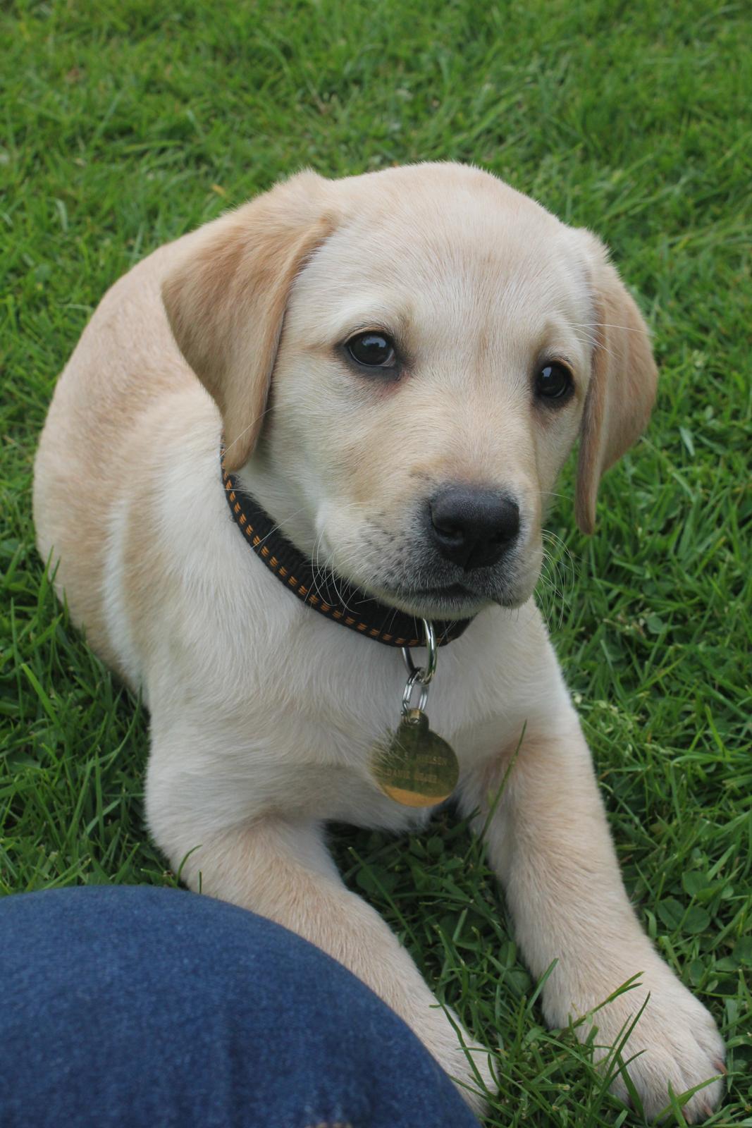 Labrador retriever Sif billede 9
