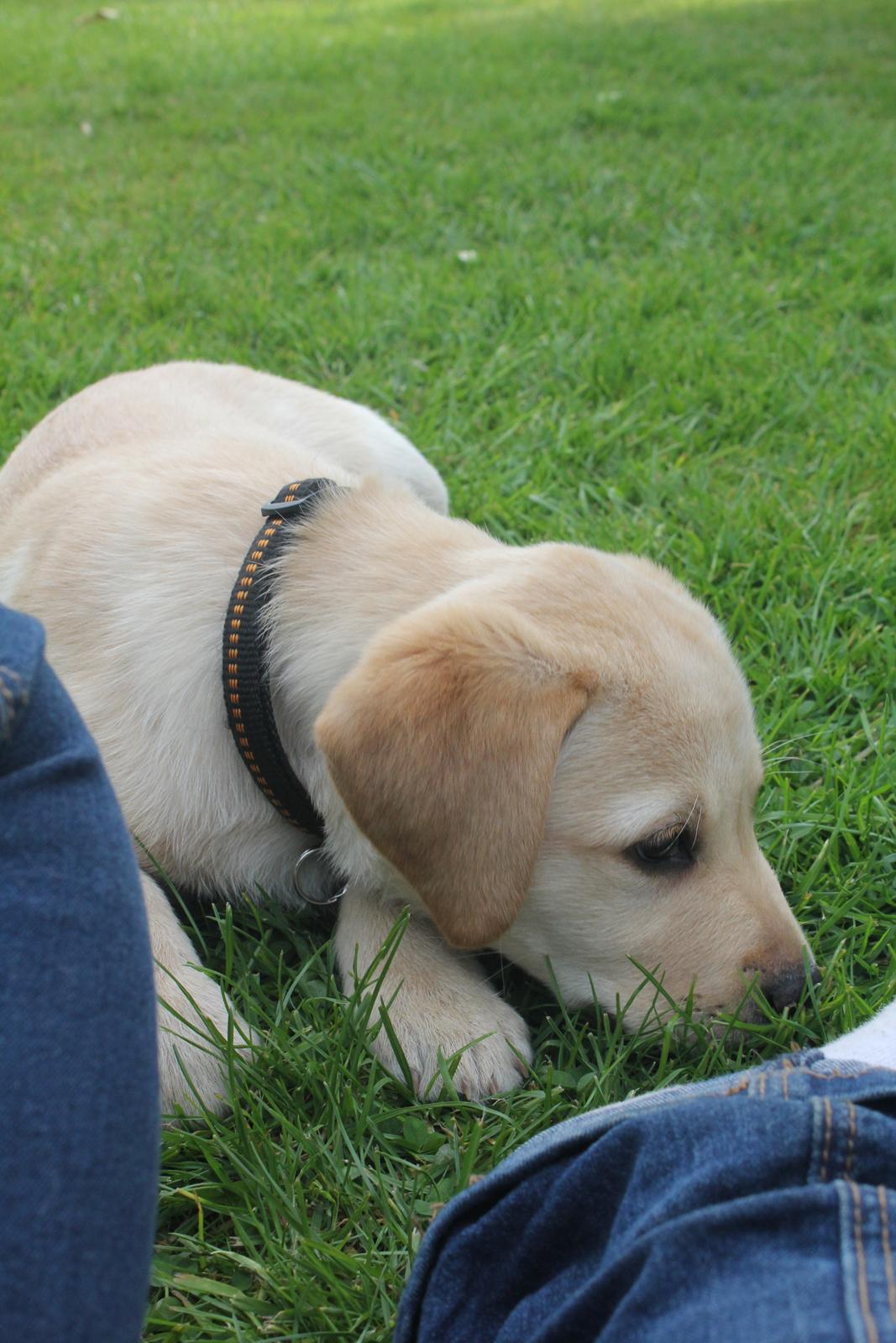 Labrador retriever Sif billede 10