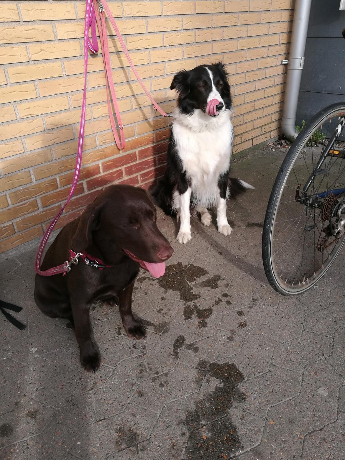 Labrador retriever Molly billede 4