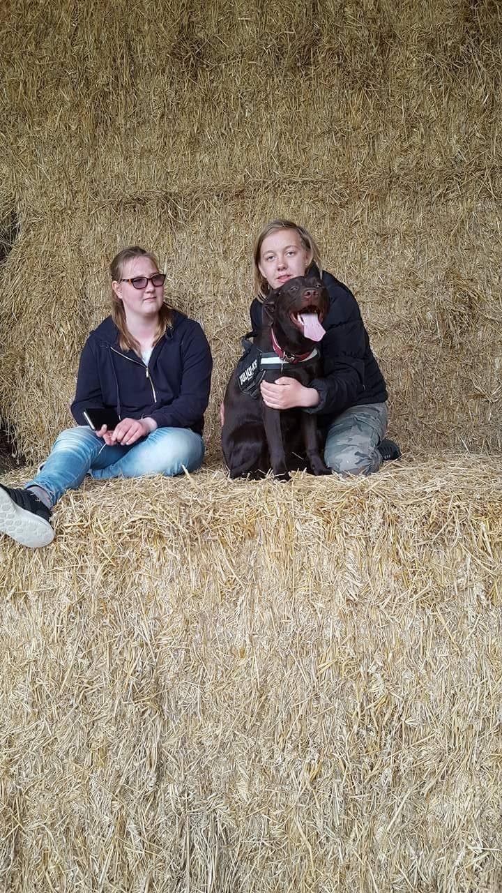 Labrador retriever Molly billede 2