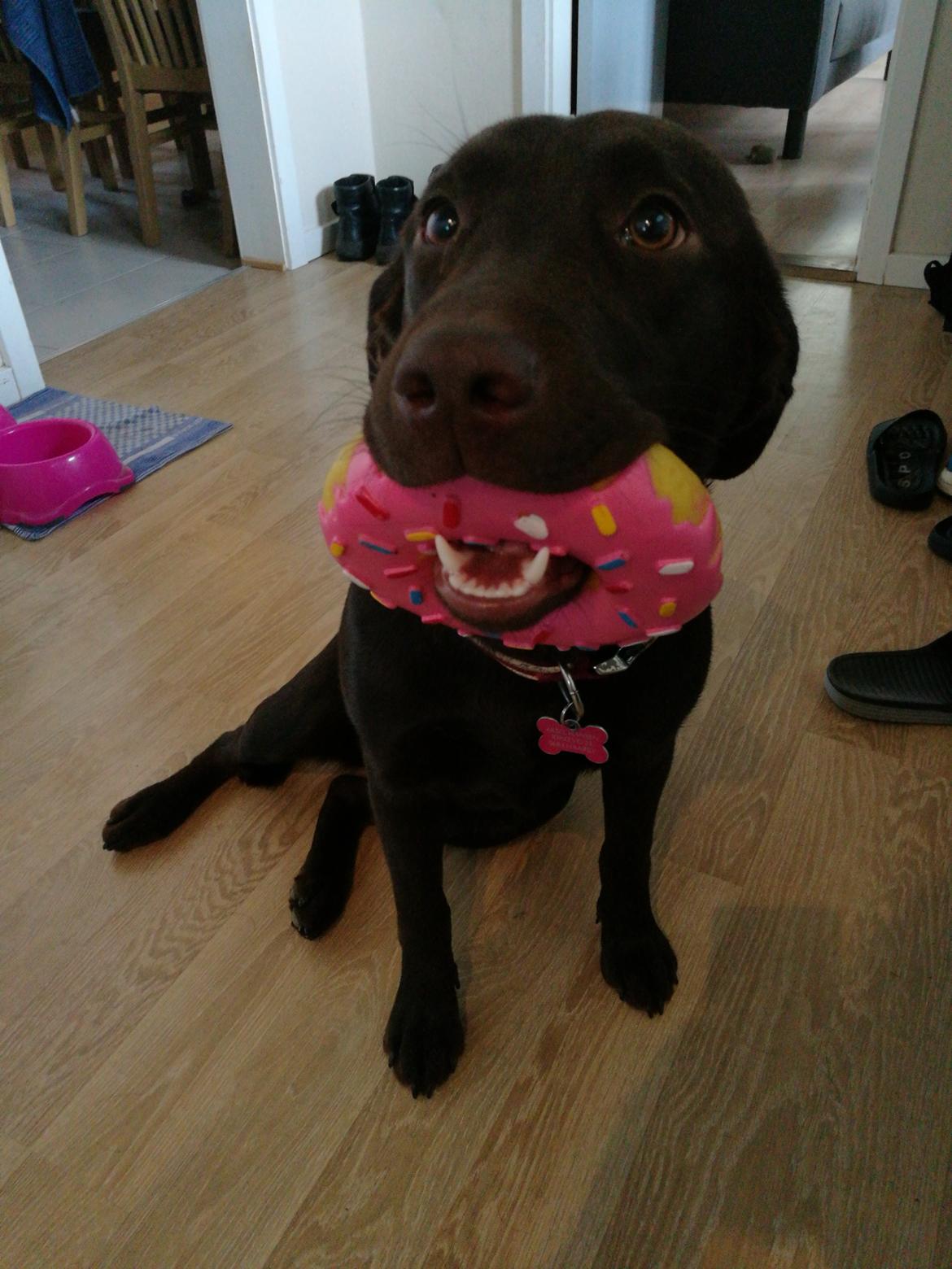 Labrador retriever Molly billede 1