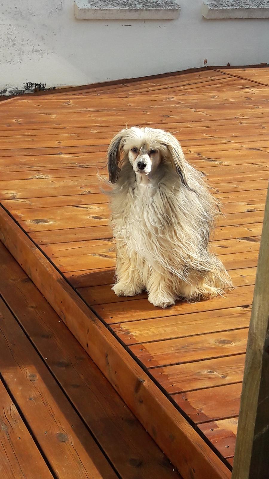 Chinese crested powder puff No Guts No Glorys Alvin billede 1