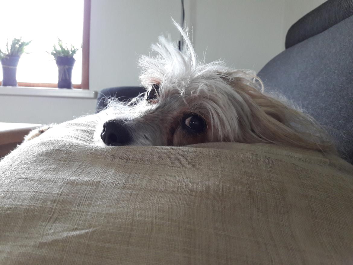 Chinese crested powder puff No Guts No Glorys Alvin billede 22