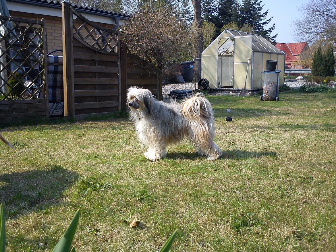 Chinese crested powder puff No Guts No Glorys Alvin billede 23