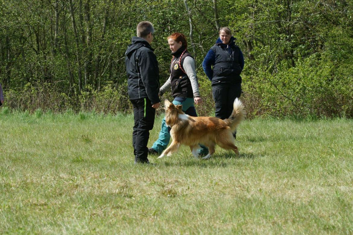 Collie langhåret Lapinette's Heading for the Top (HERA) - Færdselsprøve,  maj 2017 billede 2
