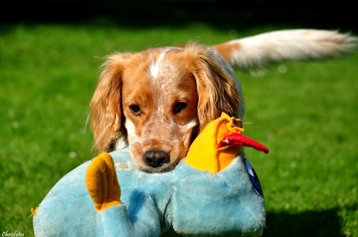 Field Trial Cockerspaniel Mac´B Mini Max billede 3