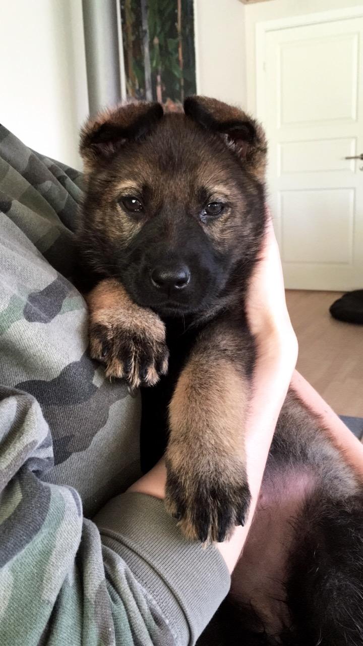 Schæferhund Kennel Team Englund´s Kala billede 1