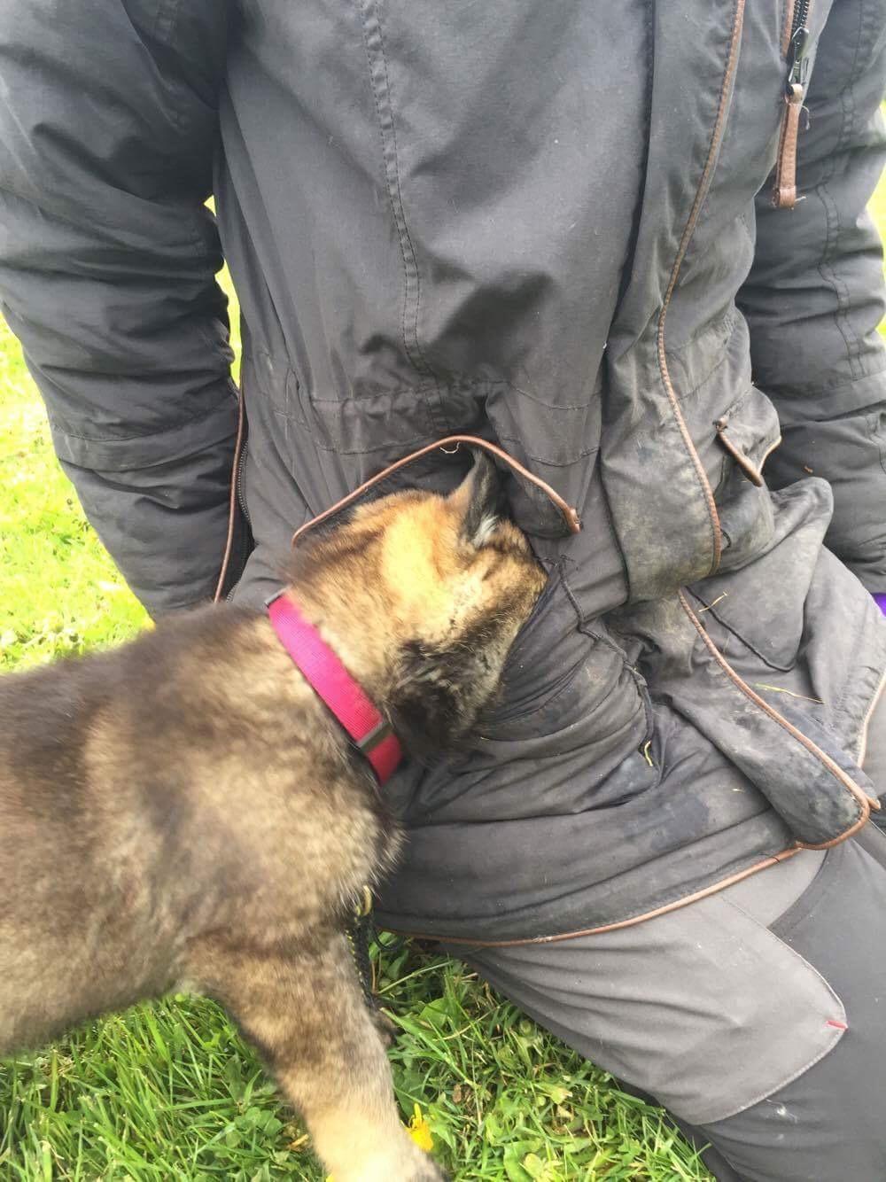 Schæferhund Kennel Team Englund´s Kala - Ved godt hvor gufferne er :-) billede 3