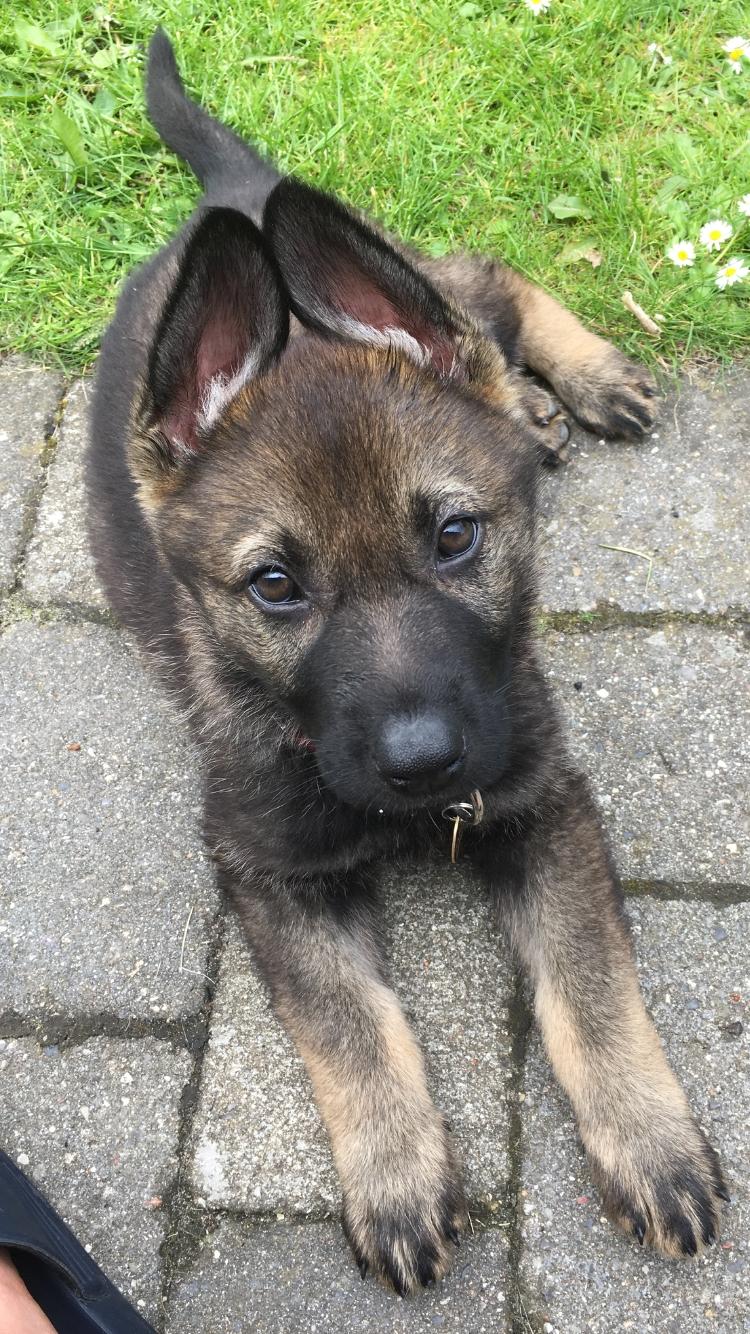 Schæferhund Kennel Team Englund´s Kala - Smukke Kala 9 uger - se de fine øre :-) billede 5