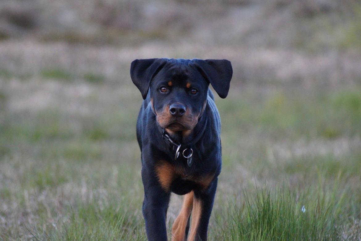 Rottweiler Bosco billede 32