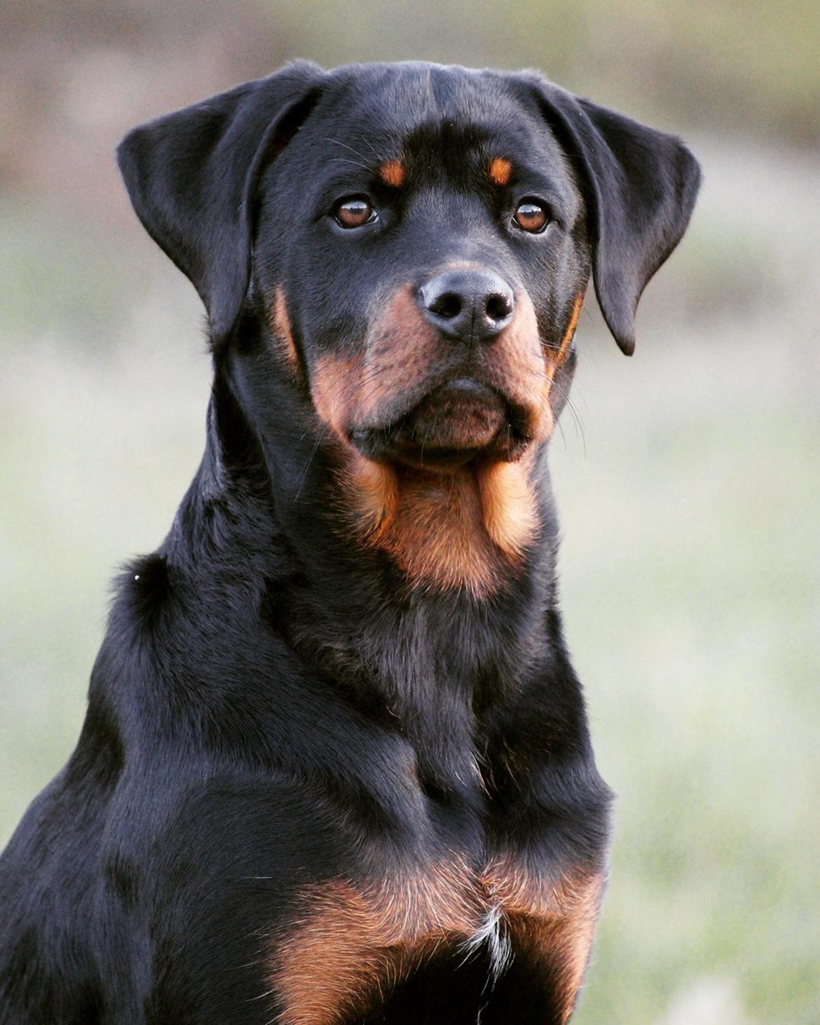 Rottweiler Bosco billede 1