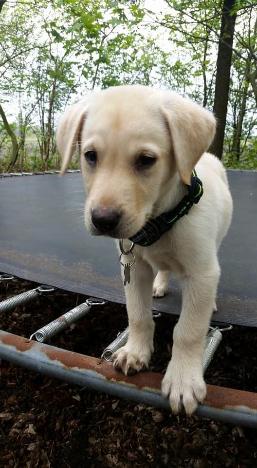 Labrador retriever Max billede 12