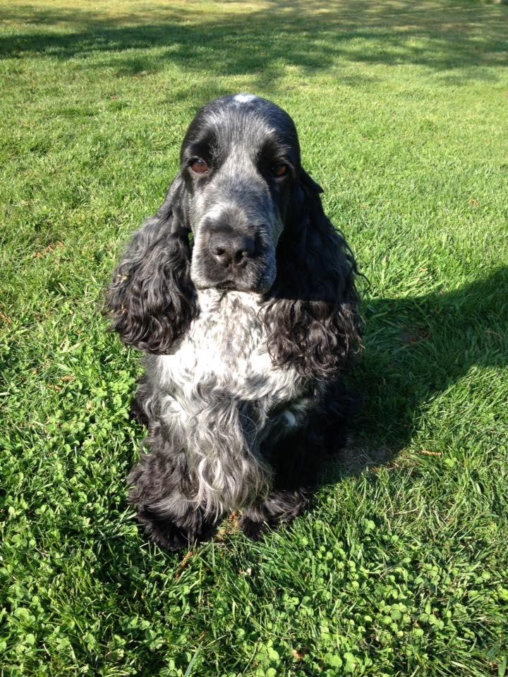 Cocker spaniel Sky - Sky Maj 2017 billede 3