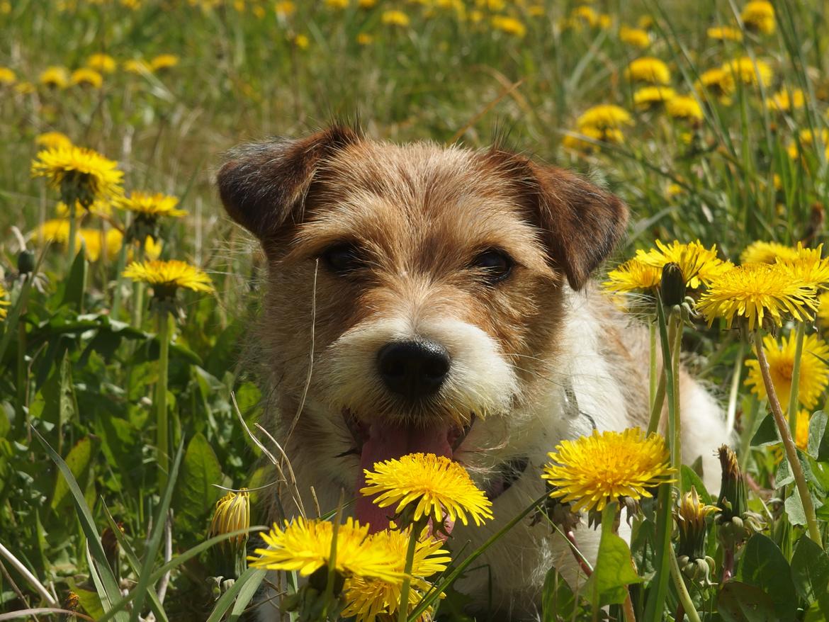 Jack russell terrier Alina billede 3