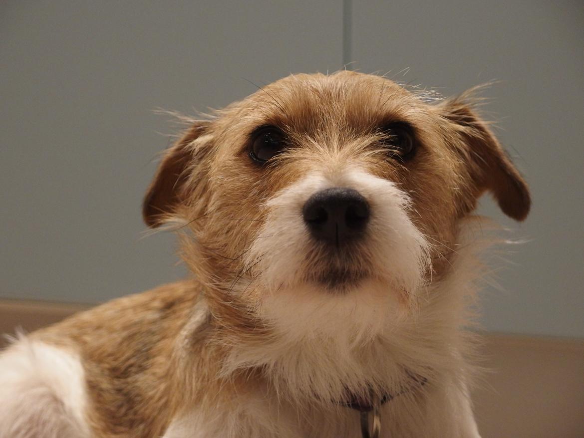 Jack russell terrier Alina billede 24