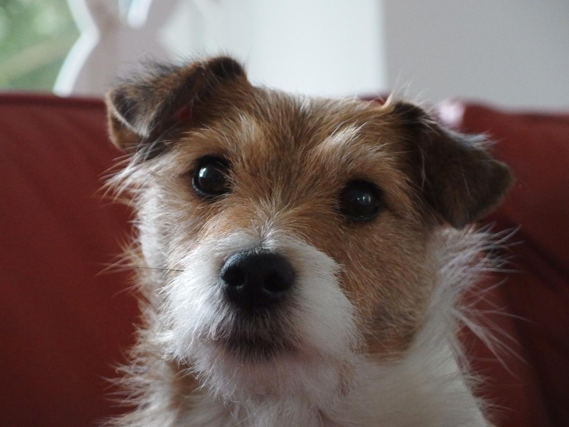 Jack russell terrier Alina billede 25